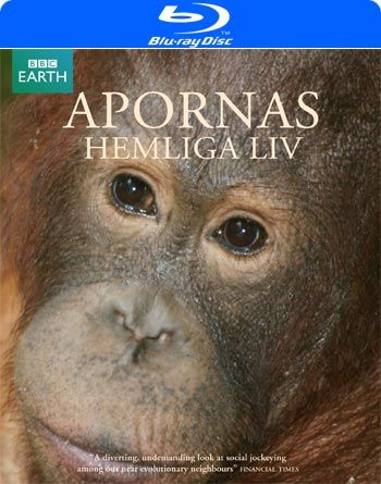 Among the Apes