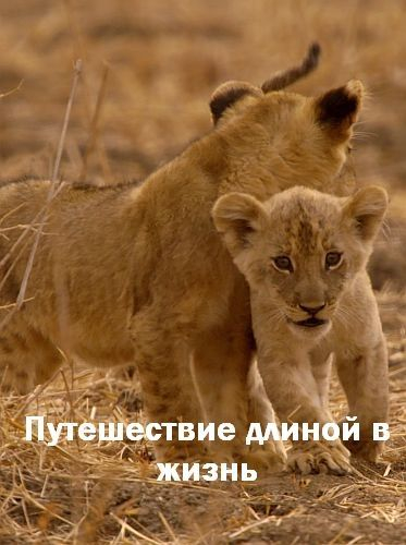 Life's Journey