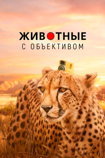Animals with Cameras