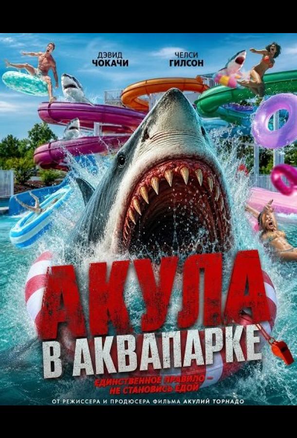 Water Park Shark