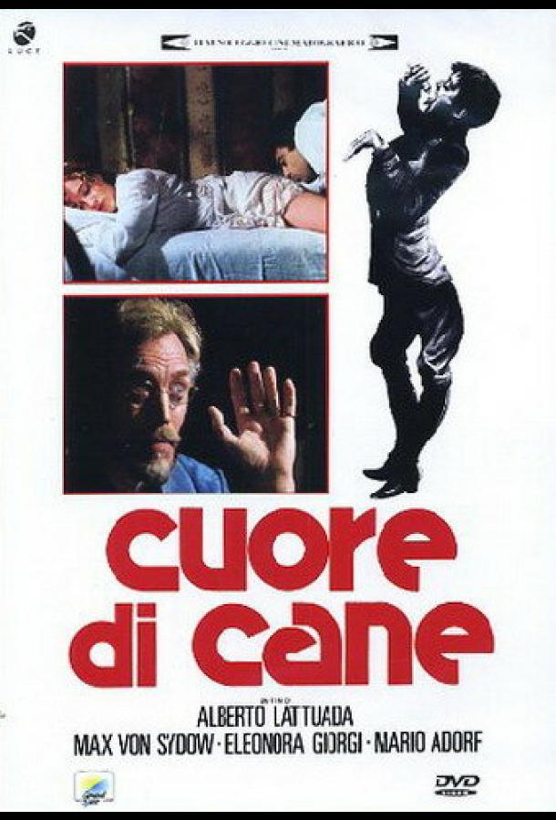 Cuore di cane