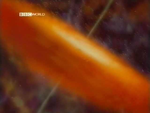 Supermassive Black Holes