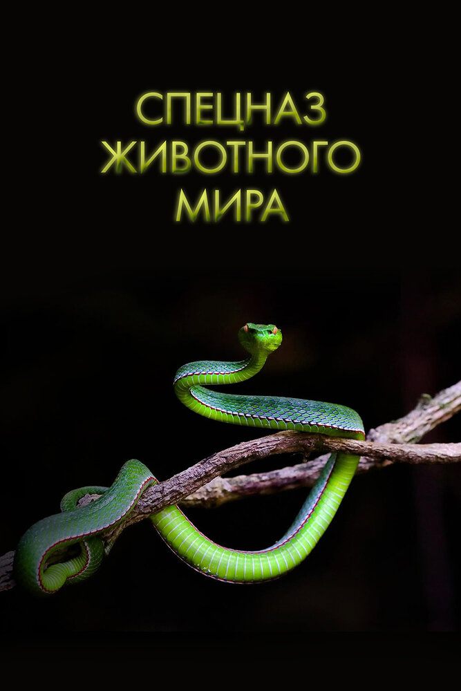 Спецназ животного мира (сериал)