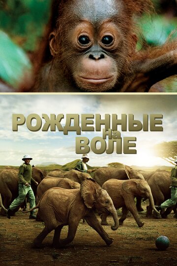 Born to Be Wild