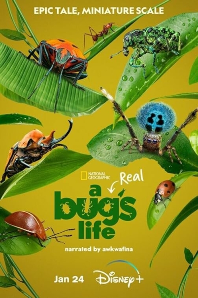 A Real Bug's Life