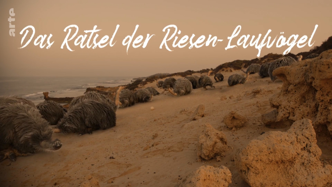 Le mystère des oiseaux géants