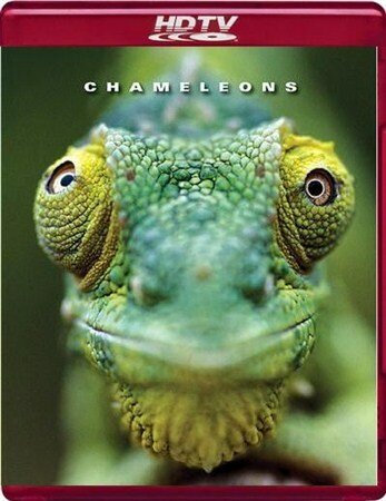 Chameleons of the world
